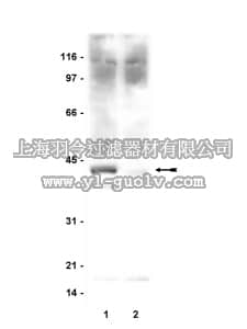 merck millipore,默克密理博,06-828,Anti-phospho-c-Jun (Ser63) Antibody