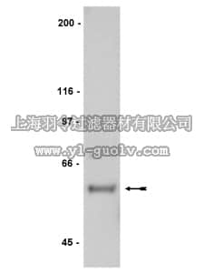 merck millipore,默克密理博,06-833,Anti-Hck Antibody