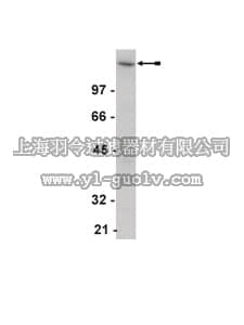 merck millipore,默克密理博,06-847,Anti-EGFR Antibody