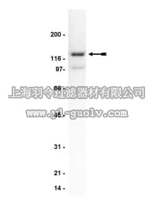 merck millipore,默克密理博,06-852,Anti-Spinophilin/Neurabin-II Antibody
