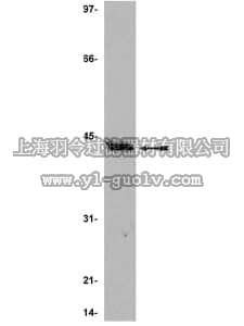 merck millipore,默克密理博,06-863,Anti-CREB Antibody