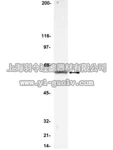 merck millipore,默克密理博,06-864,Anti-FLIP Antibody, CT