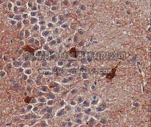 merck millipore,默克密理博,06-868,Anti-GABAA Receptor α1 Antibody