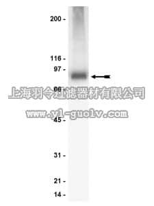 merck millipore,默克密理博,06-870,Anti-PKCα, β, γ Antibody