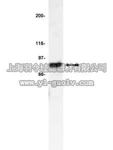 merck millipore,默克密理博,06-872,Anti-IRAK Antibody