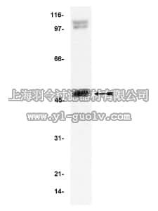 merck millipore,默克密理博,06-886,Anti-NFκB p50 Antibody
