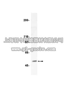 merck millipore,默克密理博,06-890,Anti-HDAC3 Antibody