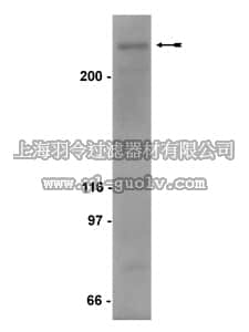 merck millipore,默克密理博,06-891,Anti-SMRTe Antibody