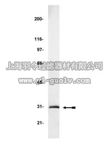 merck millipore,默克密理博,06-896,Anti-GFP (Green Fluorescent Protein) Antibody