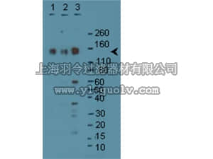 merck millipore,默克密理博,06-900,Anti-SynGAP Antibody