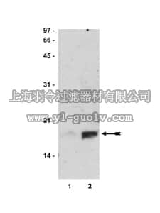 merck millipore,默克密理博,06-911,Anti-acetyl-Histone H3 (Lys14) Antibody