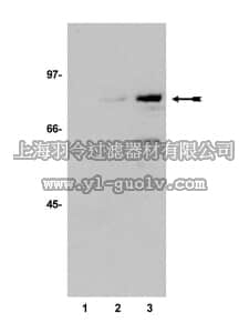 merck millipore,默克密理博,06-916,Anti-acetyl-p53 (Lys373) Antibody