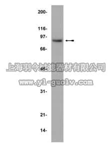 merck millipore,默克密理博,06-918,Anti-Rsk2/MAPKAP Kinase 1b Antibody
