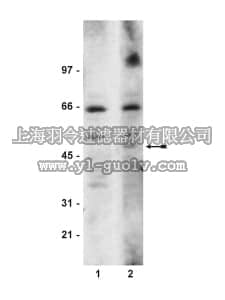 merck millipore,默克密理博,06-920,Anti-Smad3 Antibody