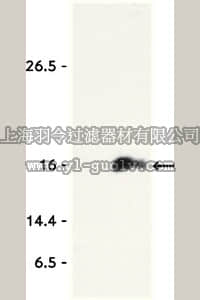 merck millipore,默克密理博,06-942-S,Anti-acetyl-Histone H3 (Lys9) Antibody, Trial Size