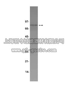 merck millipore,默克密理博,06-944,Anti-TPOR/c-Mpl Antibody