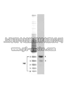 merck millipore,默克密理博,06-946,Anti-hyperacetylated Histone H4 (Penta) Antibody