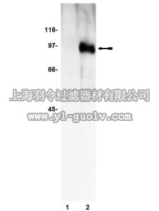 merck millipore,默克密理博,06-953,Anti-phospho-FKHRL1 (Ser253) Antibody