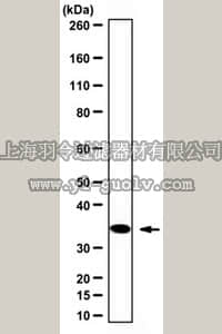 merck millipore,默克密理博,06-966,Anti-CDK1/CDC2 Antibody (C-Term)