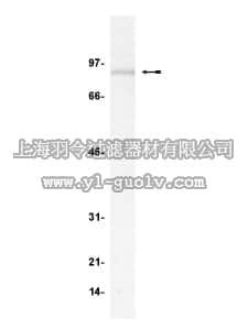 merck millipore,默克密理博,06-967,Anti-Gab2 Antibody
