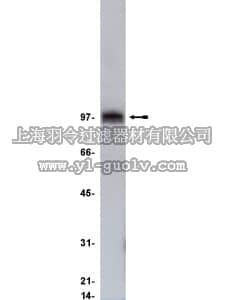 merck millipore,默克密理博,06-968,Anti-STAT5A Antibody