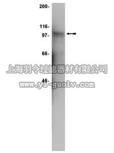 merck millipore,默克密理博,06-969,Anti-STAT5B Antibody