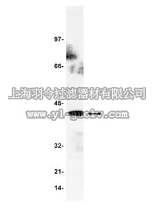 merck millipore,默克密理博,06-983,Anti-GADS Antibody