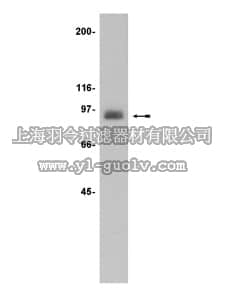 merck millipore,默克密理博,06-991,Anti-PKCε Antibody