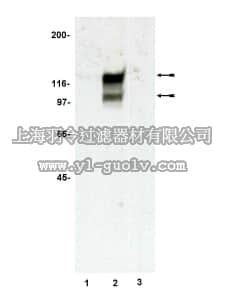 merck millipore,默克密理博,06-994,Anti-CAP (c-Cbl associated protein) Antibody
