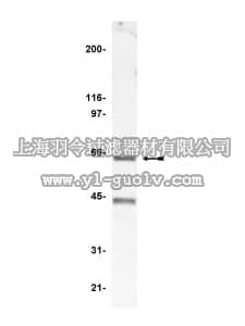 merck millipore,默克密理博,07-002,Anti-p67-phox Antibody