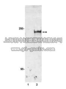 merck millipore,默克密理博,07-007,Anti-phospho-BRCA1 (Ser1497) Antibody