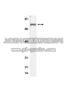 merck millipore,默克密理博,07-013,Anti-MeCP2 Antibody