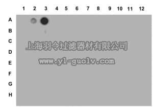 merck millipore,默克密理博,07-030,Anti-dimethyl-Histone H3 (Lys4) Antibody