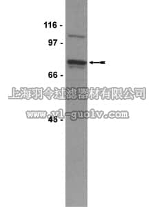 merck millipore,默克密理博,07-037,Anti-WAVE/Scar Antibody