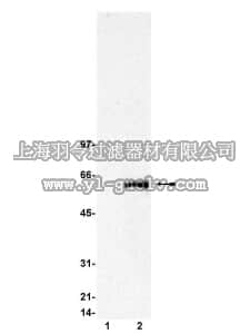 merck millipore,默克密理博,07-038,Anti-Tip60 Antibody
