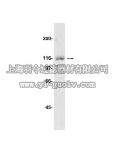 merck millipore,默克密理博,07-039,Anti-BMK1/Erk5 Antibody