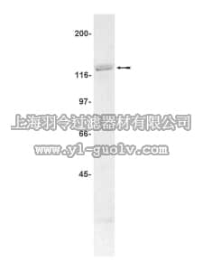 merck millipore,默克密理博,07-040,Anti-HDAC4 Antibody