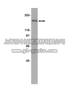 merck millipore,默克密理博,07-045,Anti-HDAC5 Antibody