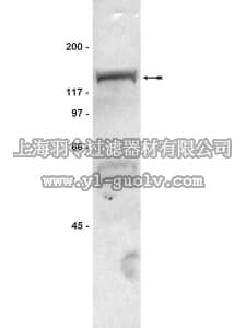 merck millipore,默克密理博,07-049,Anti-Nedd4 Antibody, WW2 domain