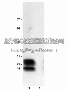 merck millipore,默克密理博,07-052,Anti-phospho-Phospholamban (Ser16) Antibody
