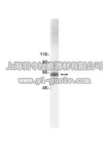 merck millipore,默克密理博,07-057,Anti-CHK2/Cds1 Antibody