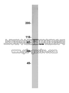 merck millipore,默克密理博,07-060,Anti-Ski Antibody