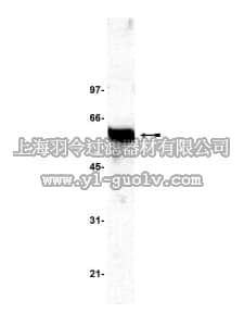 merck millipore,默克密理博,07-061,Anti-MST1/Krs2 Antibody