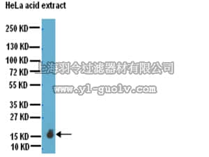 merck millipore,默克密理博,07-081,Anti-phospho (Ser10)-acetyl (Lys14)-Histone H3 Antibody