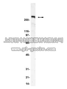 merck millipore,默克密理博,07-087,Anti-mAKAP Antibody