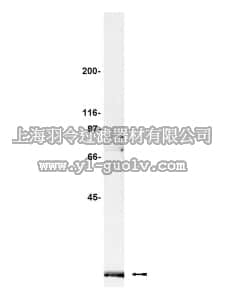 merck millipore,默克密理博,07-091,Anti-Pin1 Antibody