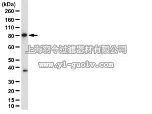 merck millipore,默克密理博,07-1007,Anti-IKKα Antibody