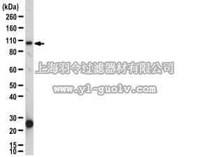 merck millipore,默克密理博,07-1008,Anti-IKKβ Antibody