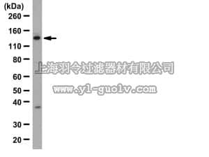 merck millipore,默克密理博,07-1014,Anti-Upf1 Antibody