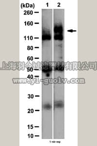 merck millipore,默克密理博,07-1016,Anti-phospho-Upf1 (Ser1127) Antibody